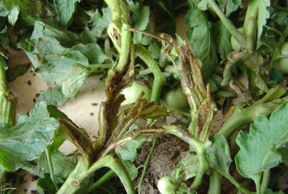 犇牛病毒怎么办-犇牛病毒肆虐，Windows 用户需警惕！如何有效防备？