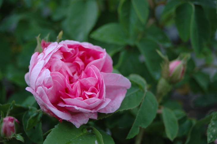 绿云pms手机客户端-绿云 PMS 手机客户端：酒店管理的小精灵，随时随地解决烦恼