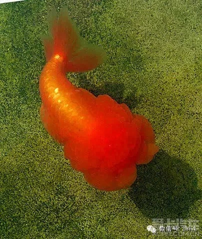 精简版小说软件_精简版小内存快手_最小精简版win7