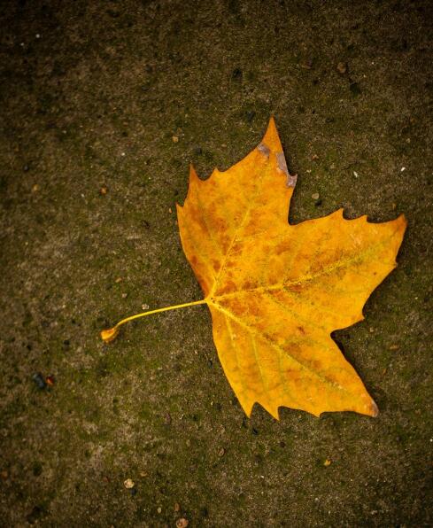 小路工作室系统下载_小路工作室系统下载_小路工作室系统下载