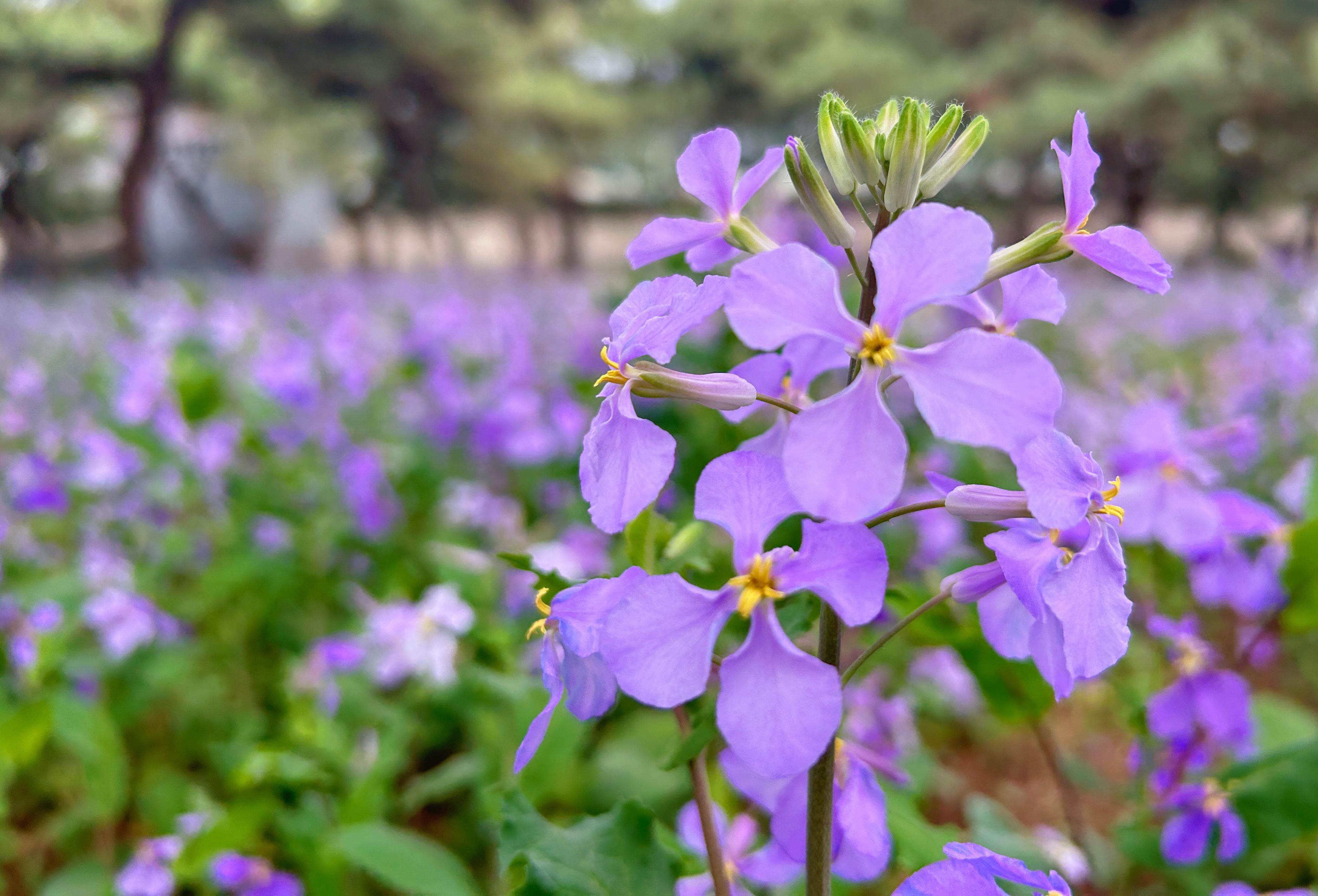 摄像机RTMP数据推流原理_rtmp 摄像机_摄像机rtsp取流地址