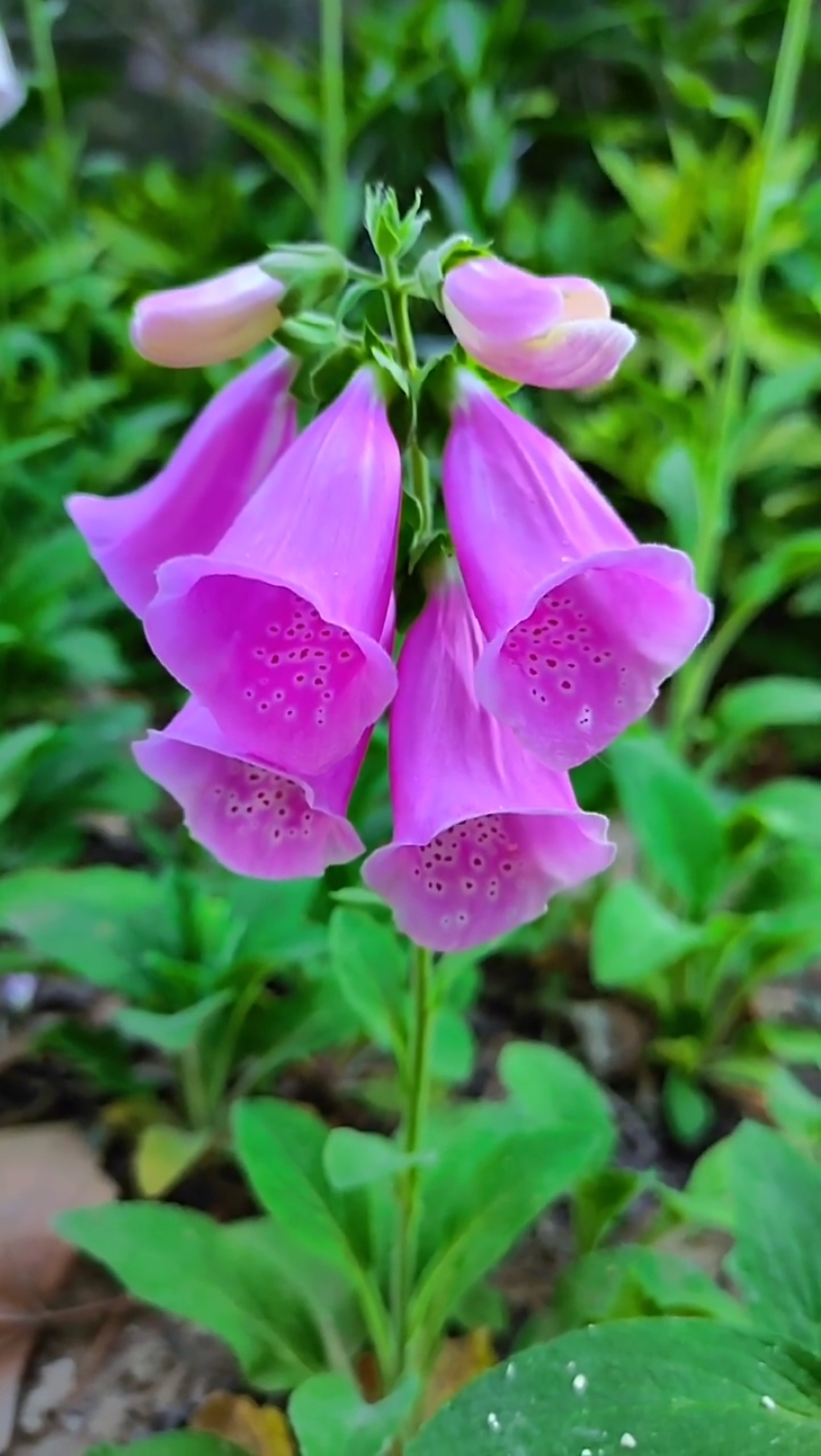 摄像机rtsp取流地址_摄像机RTMP数据推流原理_rtmp 摄像机