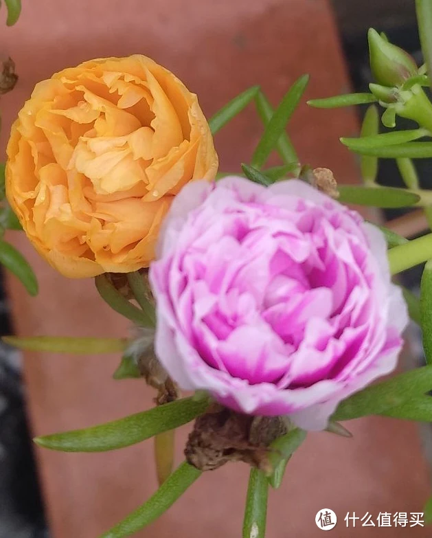 区别对待_区别英语_openwrt ddwrt区别