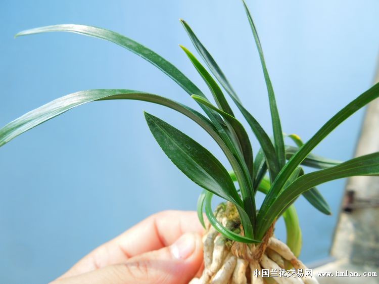 绿云酒店系统教材_酒店绿云系统下载_酒店前台绿云系统权限