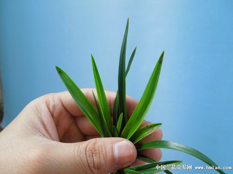 绿云酒店系统教材_酒店绿云系统下载_酒店前台绿云系统权限