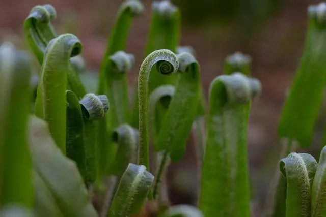 bugreport.dll透视_cf浩哥dll透视_bugreport