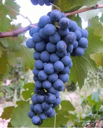 wine 字体大小_字体大小怎么调_字体大小win7