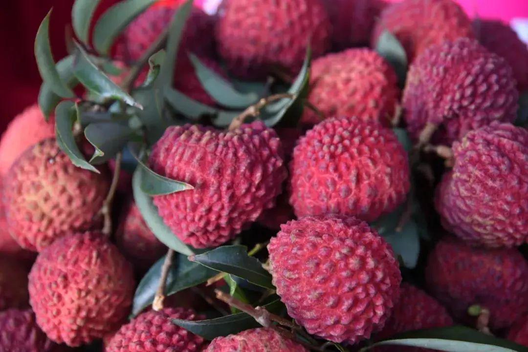 山羊养殖技术书籍_黑山羊养殖书籍推荐_黑山羊的养殖书籍