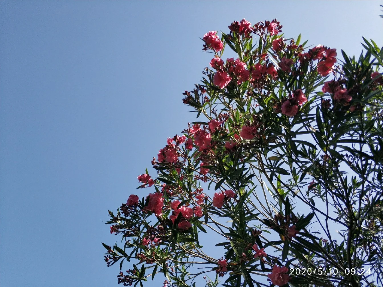 细软 绿云-在春意盎然的季节里，感受公园小径上绿云的温柔与生命力