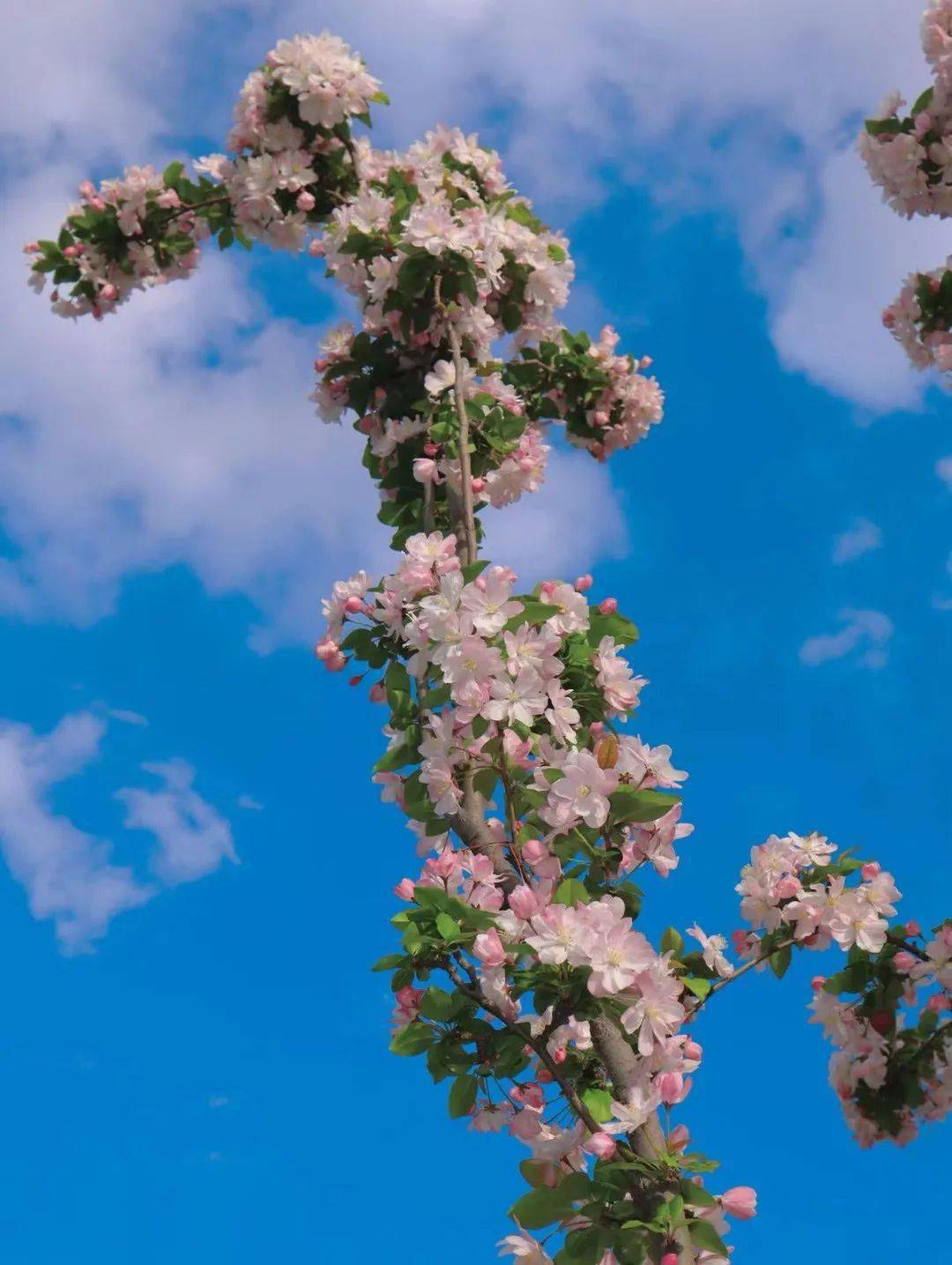 xs贵还是x贵_看别人故事的软件_细软 绿云