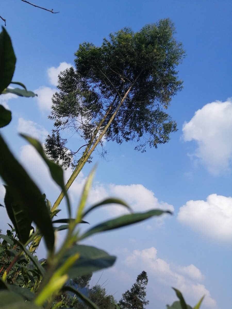 细软 绿云_xs贵还是x贵_看别人故事的软件