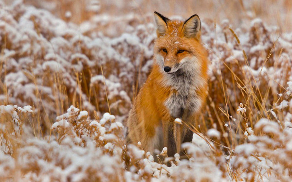 ubuntu中文输入法 ibus-Ubuntu 中文输入法 ibus：安装简单、反应快，但有时会罢工