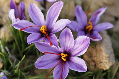 天珠好吗_天珠是啥做的_天珠是什么做的