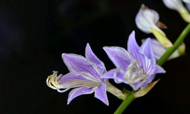 手机绿云ihotel怎么登录_绿云pms手机客户端_杭州酒店绿云系统pms