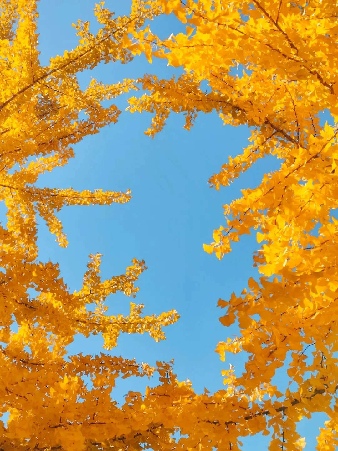 长沙湘华中等职业学校：充满生活气息的校园，让人又爱又恨