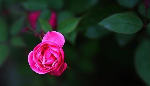 sedown.exe_sedown.exe_sedown.exe