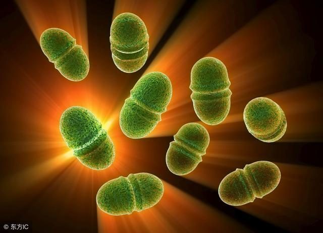 肺炎克雷白杆菌肺炎_肺炎克雷杆菌白细胞偏高_肺炎克雷白杆菌的典型临床表现