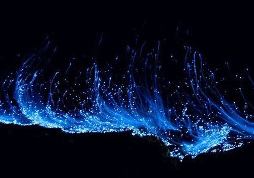 悸花：四季的使者，心灵的触动，在每一个季节绽放不同的惊喜