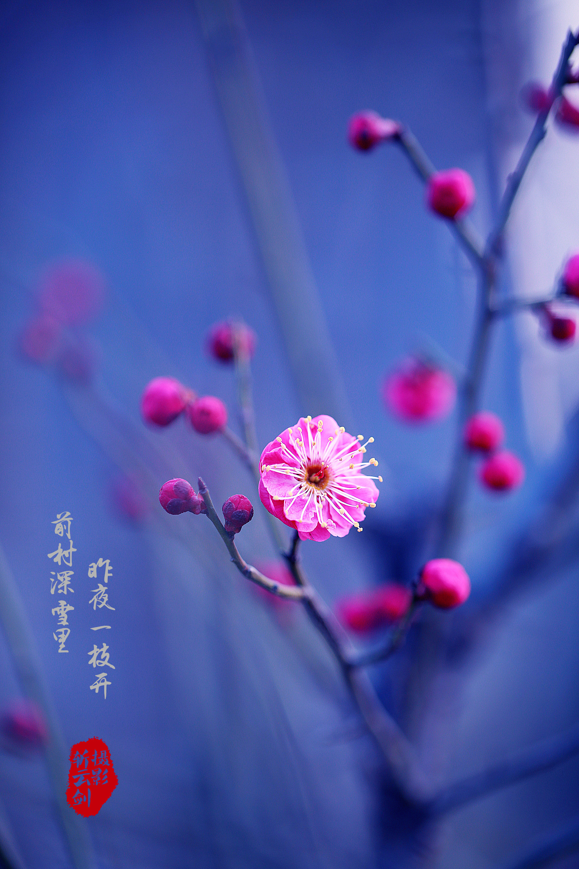 悸花乐读书币破解版_悸花乐读pc官网_悸花