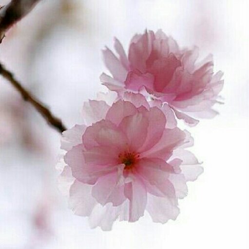 图书管理软件结构图_图书管理的软件_二洋图书管理软件