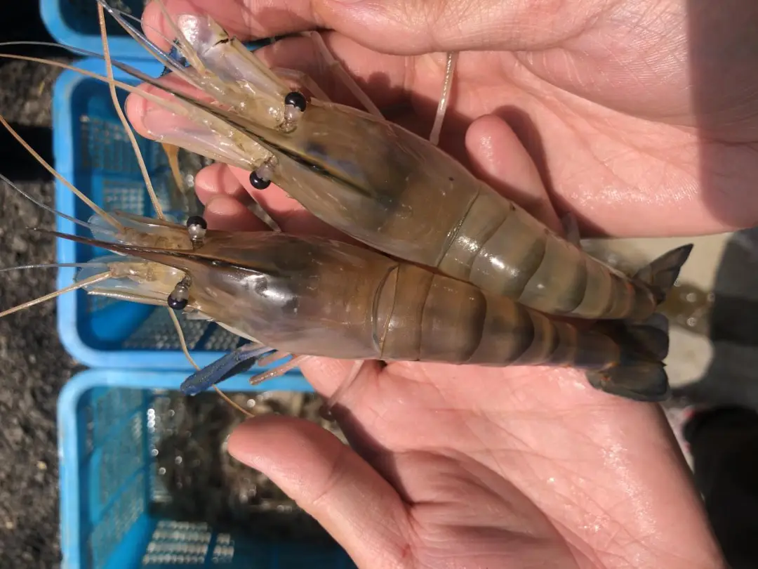 病毒会影响网速吗_犇牛病毒导致不能上网_病毒会导致网卡吗