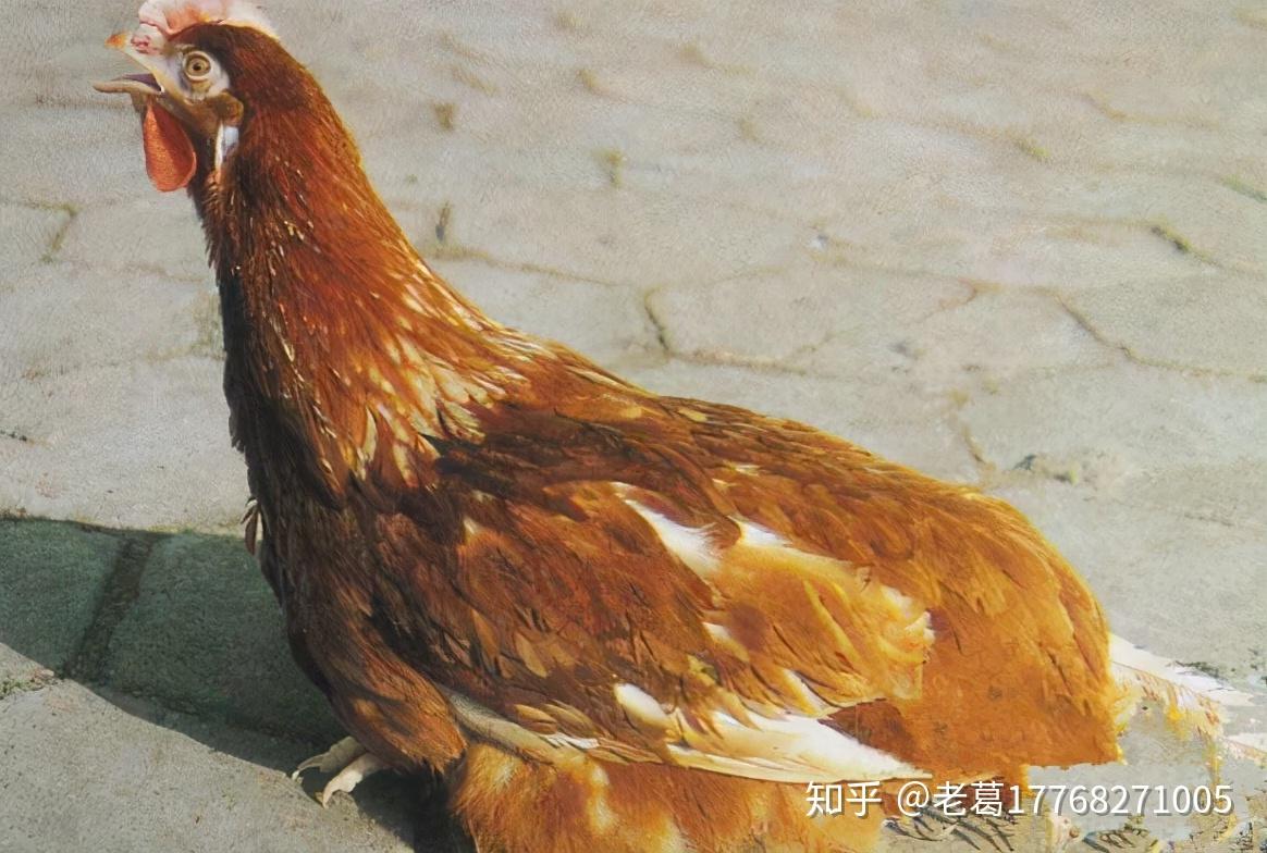 呼吸道合胞病毒 图片_呼吸合胞病毒会自愈吗_呼吸合胞病毒表现
