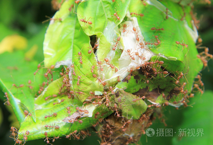 分销王管理系统_分销王drp_分销王公司电话