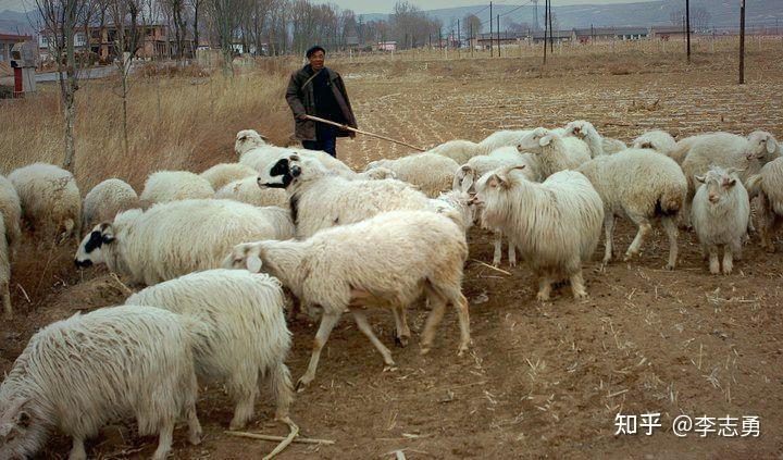 现代中国养羊-养羊人的生活：忙碌与快乐并存，成就感满满