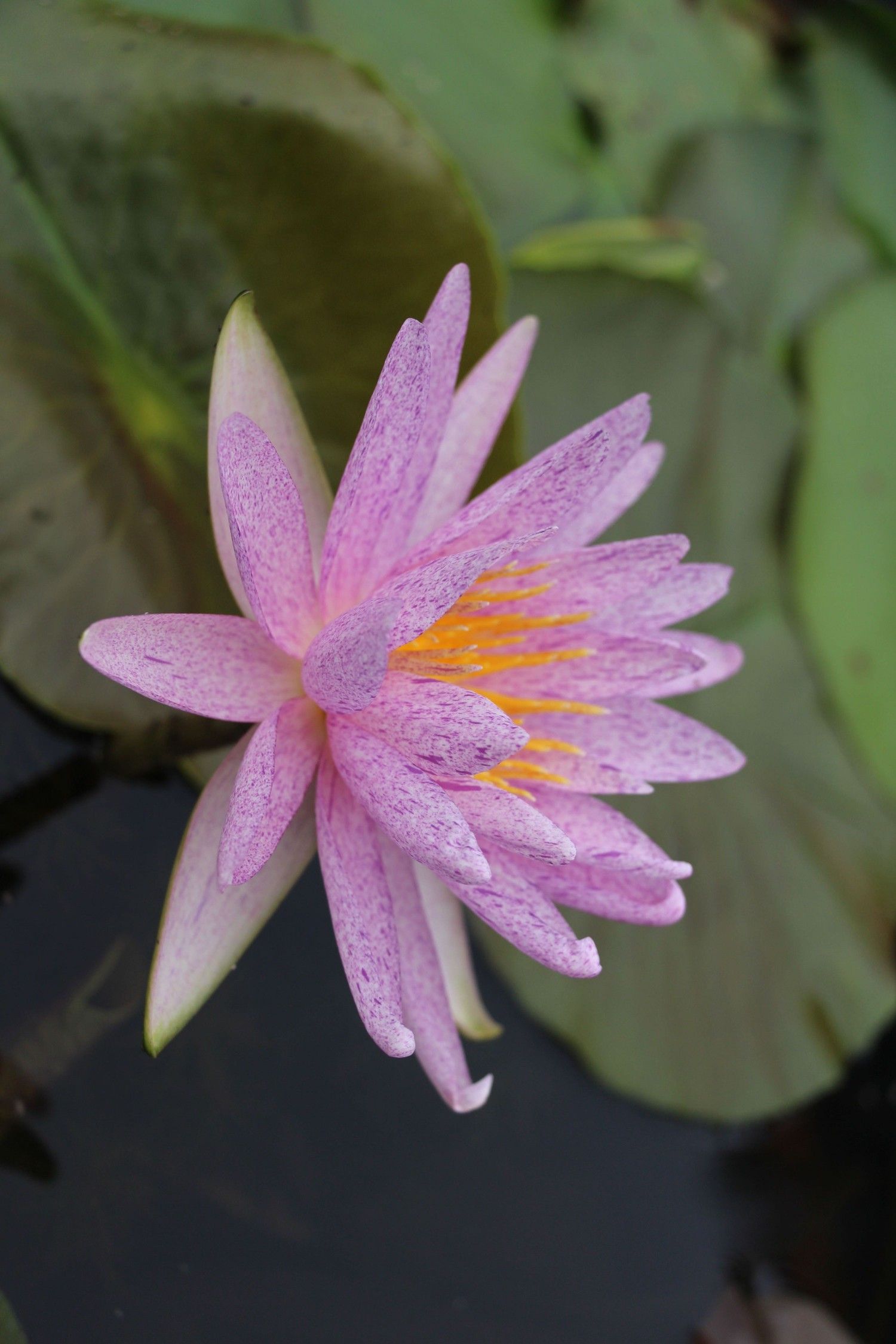 河南洛阳身份证号_河南省洛阳市身份证_河南洛阳身份证号码