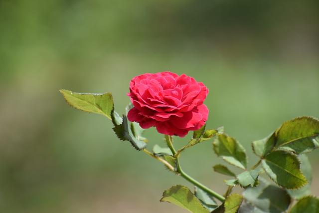 主题曲女王是谁_出包王女主题曲_鼓乐队出旗曲