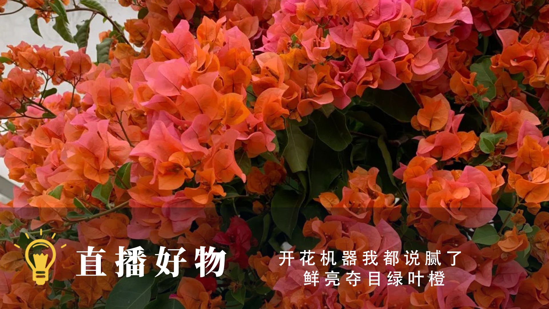 绿叶oa办公系统破解版_绿叶oa办公系统破解版_绿叶oa办公系统破解版