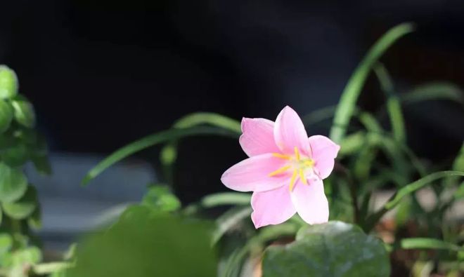 悸花乐读的下载方式_悸花_悸花阅读免费版下载