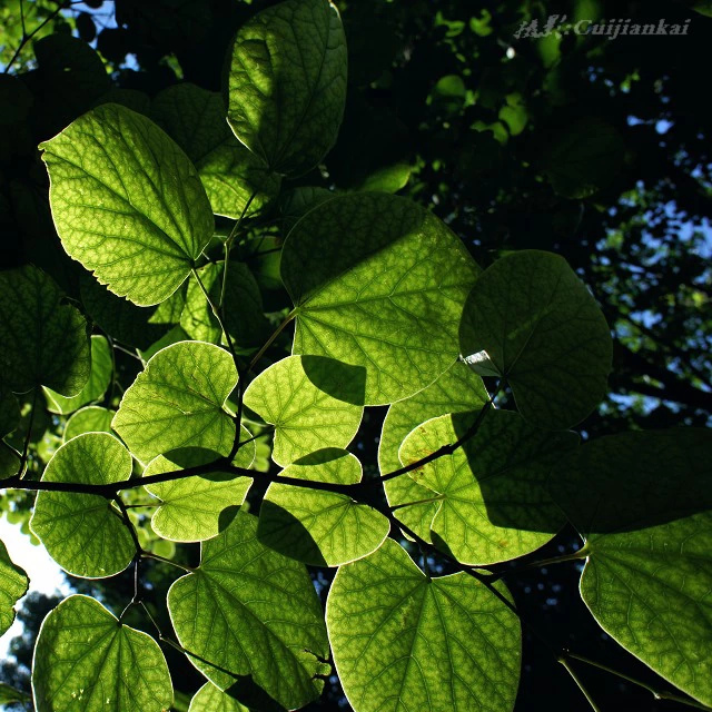 护理病人冠心病查房ppt_冠心病病人护理查房_护理病人冠心病查房总结
