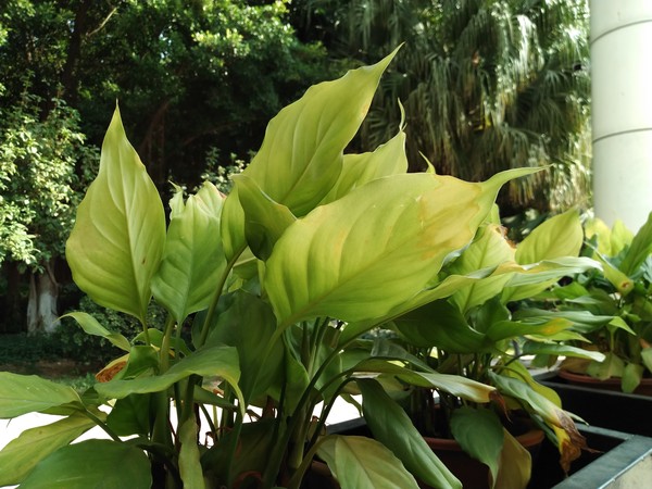 圆形摄像头监控范围-圆形摄像头：360 度无死角的现代社会圆眼大仙