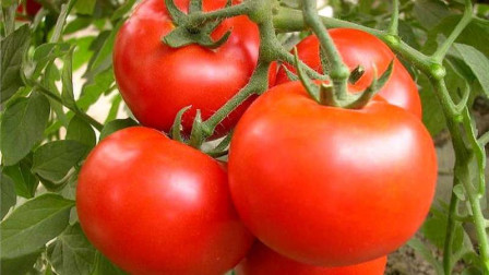 搜虎钻石vip_钻石局老虎_钻石王老虎