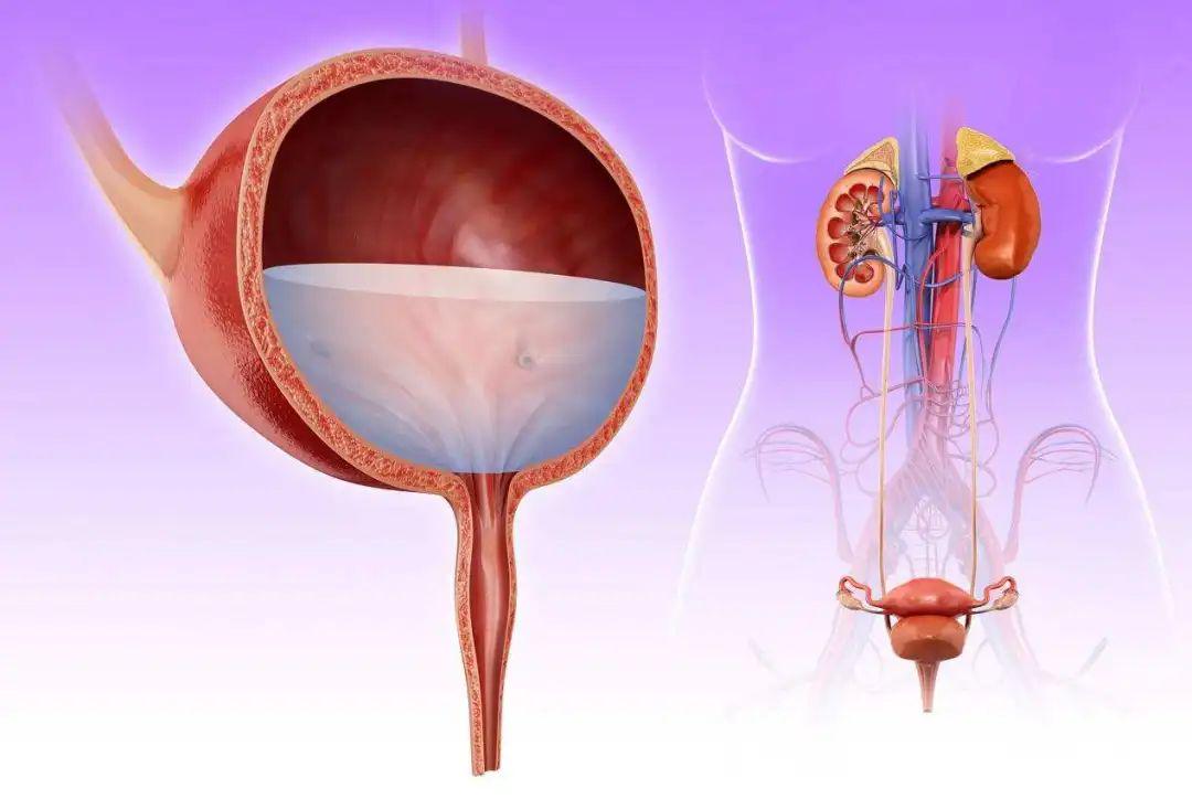 肛门症状失禁怎么治疗_肛门失禁症状_肛门症状失禁怎么回事