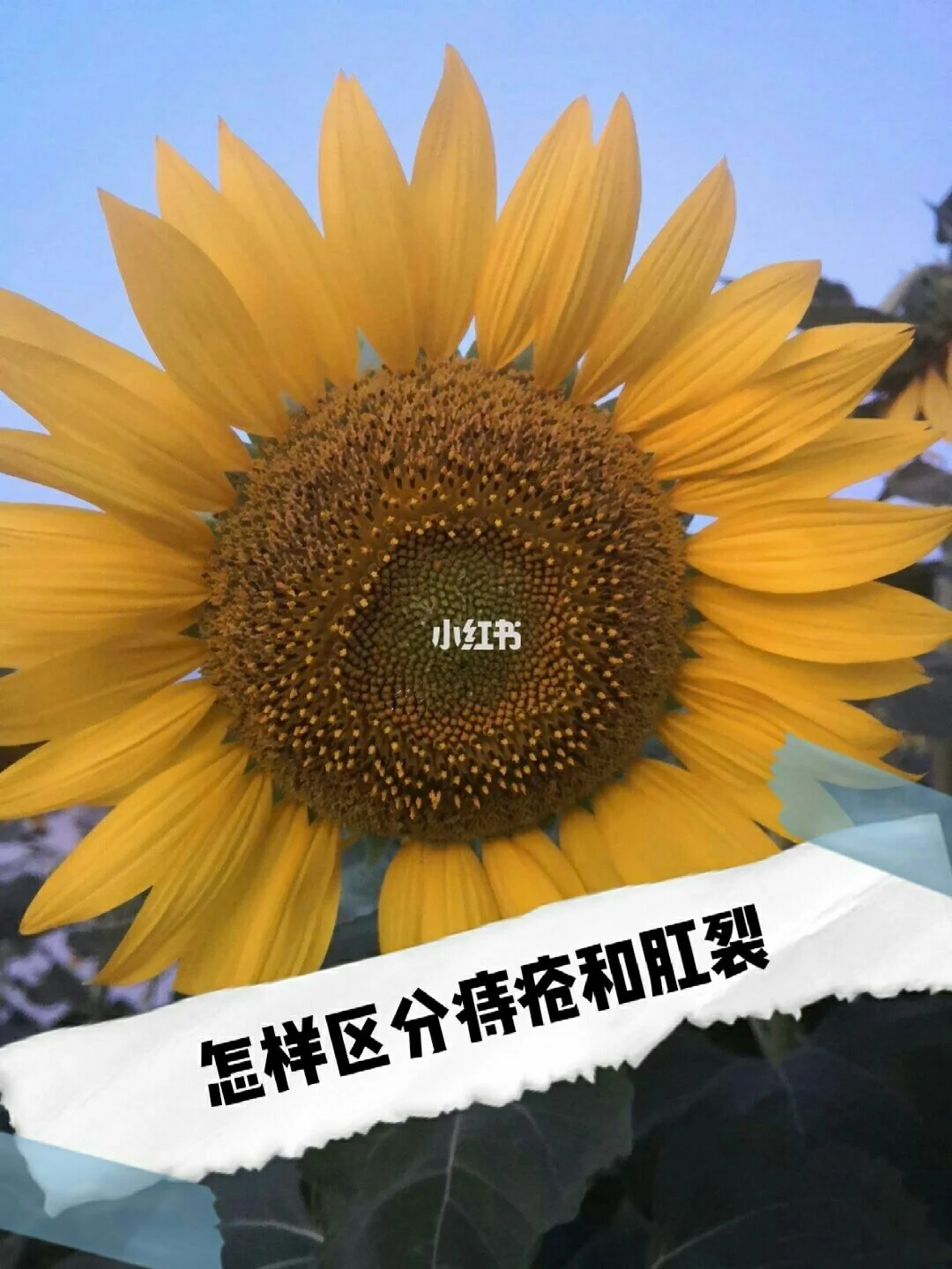 出血拉屎出血_拉出血屎怎么办_拉屎拉出血