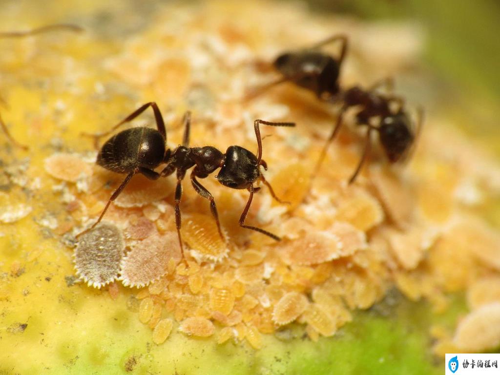 恢复出来的文件是乱码_diskgenius恢复不出来_恢复出来的数据乱码