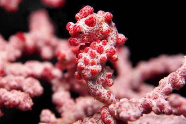 近年来的计算机病毒_近几年计算机病毒_近年计算机病毒的种类