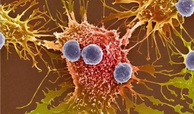 恒瑞pd1是仿制药还是原研药_恒瑞pd1产品_恒瑞 pd 1 授权