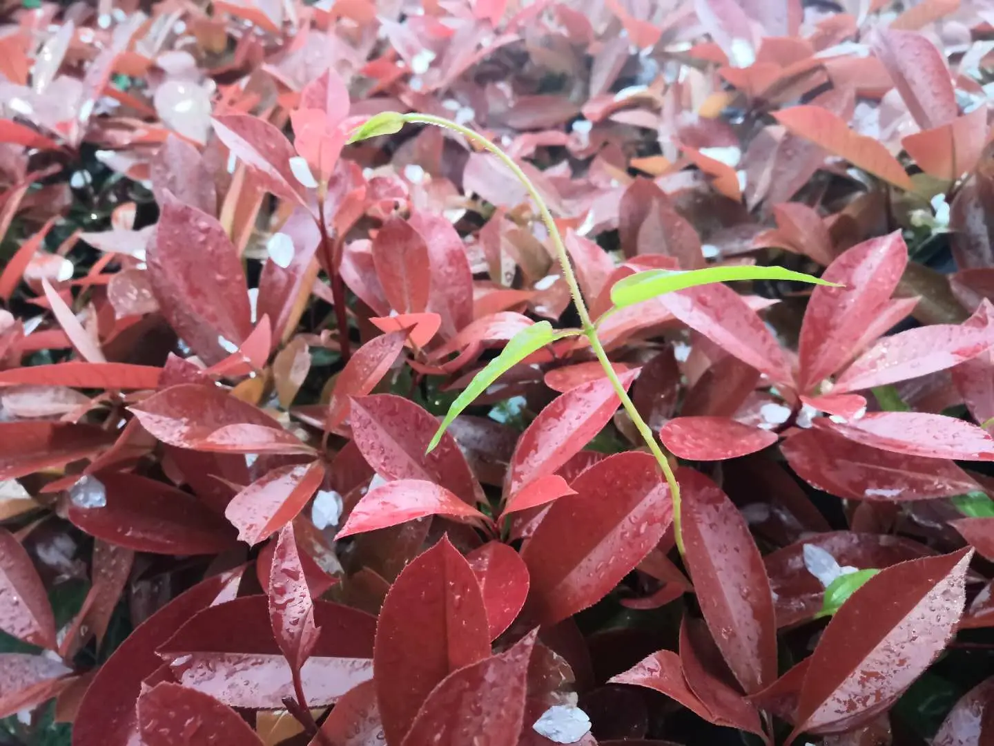 密钥安装步骤_密钥下载_2024r2标准版安装密钥