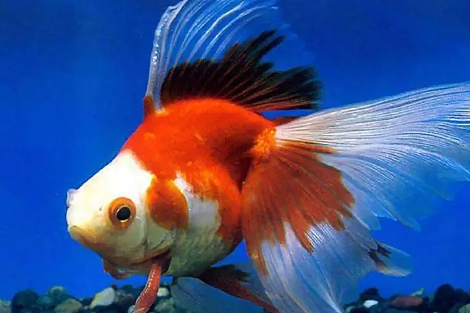 消火栓按钮接线型号_接线型号按钮消火栓图片_接线型号按钮消火栓的作用