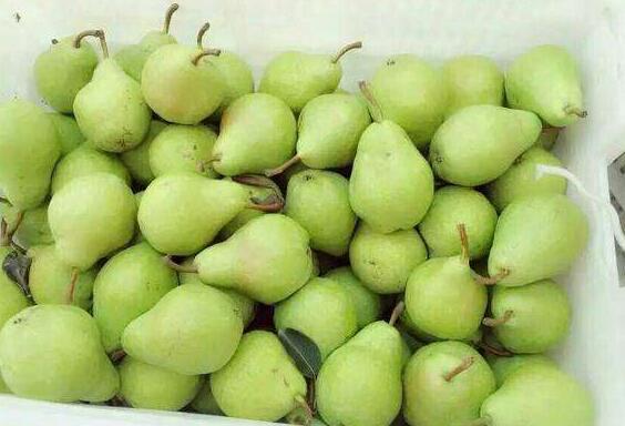 徐州哪个医院看新生儿肺炎好_徐州儿童医院看婴儿肺炎_徐州儿童医院插管治疗婴儿肺炎痰多怎么样?