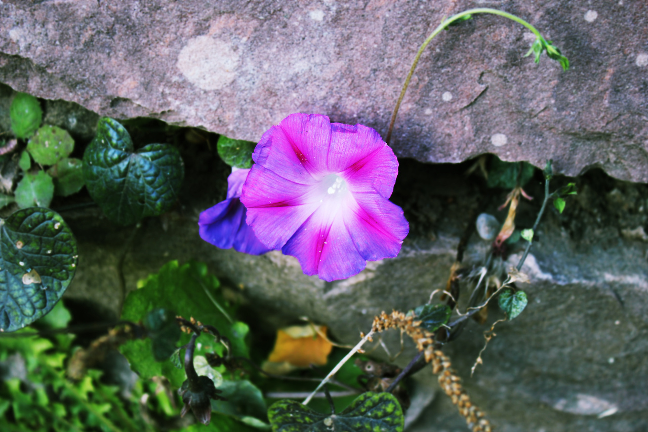 为什么电脑上没有图标-电脑图标消失怎么办？急得像热锅上的蚂蚁