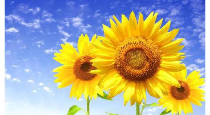 男主哮喘发作了_男主哮喘病发作的视频_男主哮喘病发作喘不上气