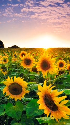 文件修复软件手机版：手机里的超级英雄，拯救误删文件的神器