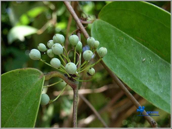 黄元御论坛胃病-黄元御论坛：老胃病患者的希望之光，分享食疗心得与中医疗法