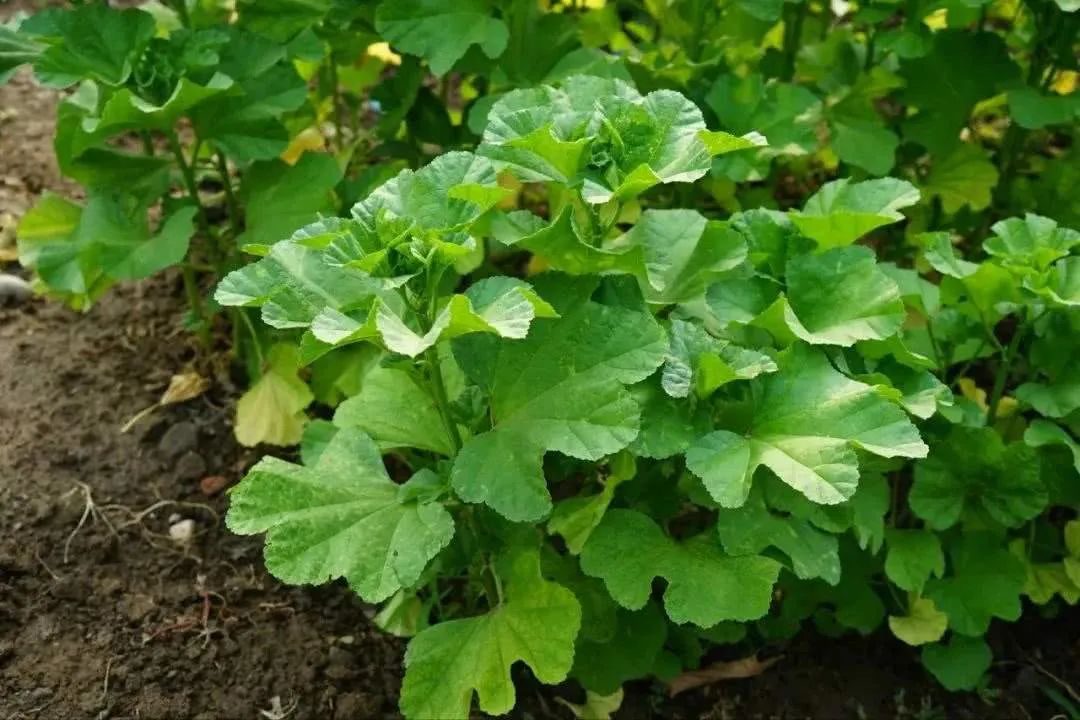 黄元御论坛胃病_黄元御理论胃病根源_黄元御治胃病