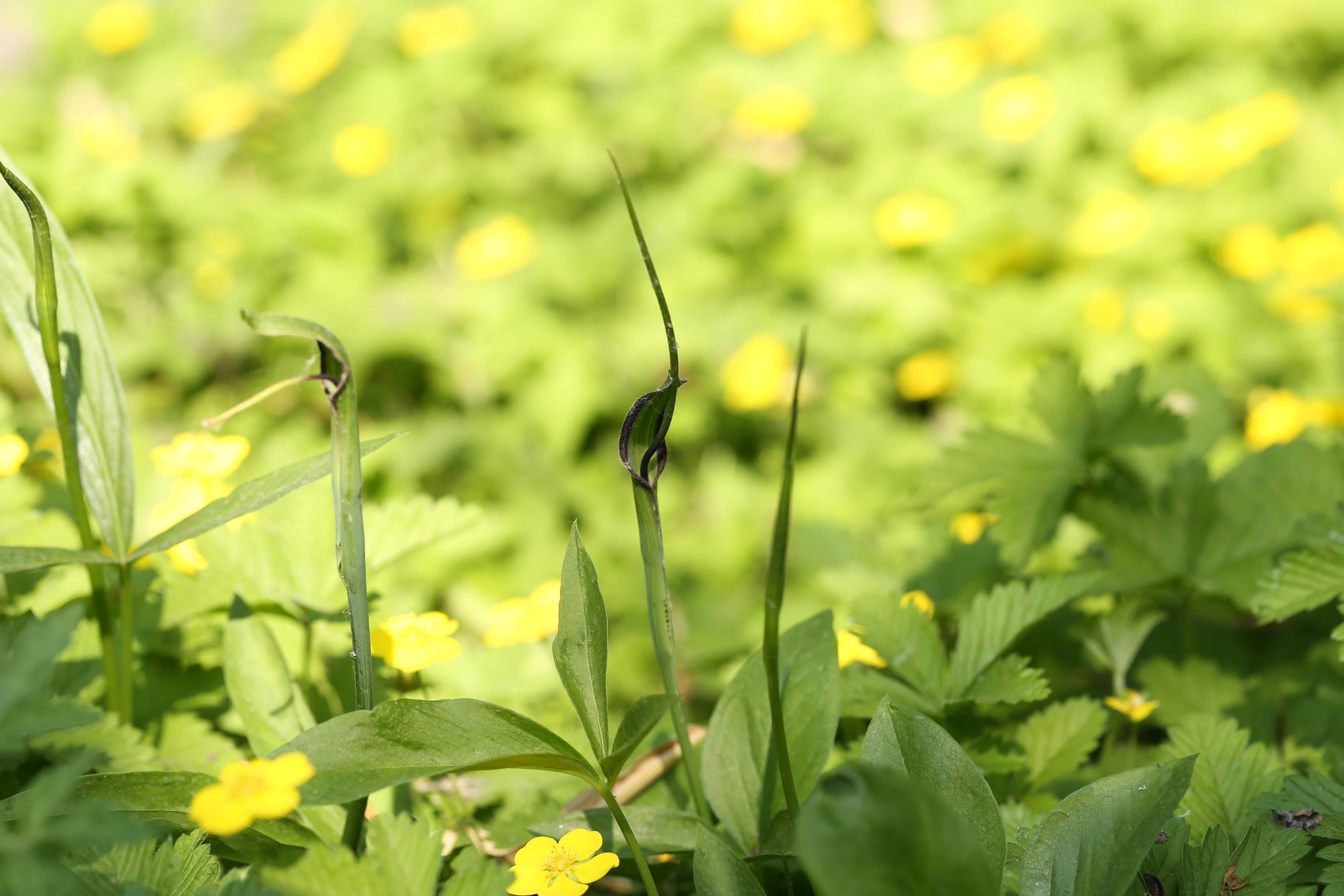 黄元御论坛胃病_黄元御理论胃病根源_黄元御治胃病