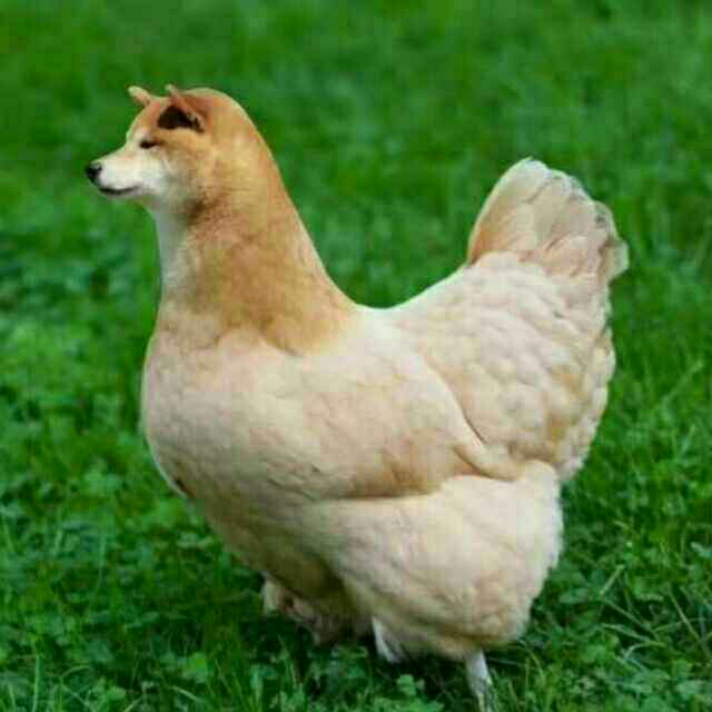 卡西欧表盘小圆圈是什么_卡西欧表盘小点的表_卡西欧小表盘